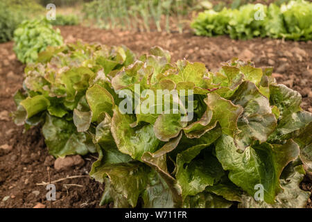 Row of fresh lettuces growing in a vegetable garden. Agriculture