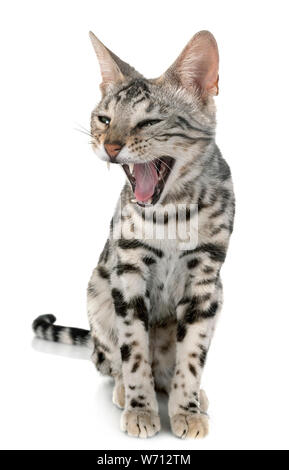 bengal cat in front of white background Stock Photo
