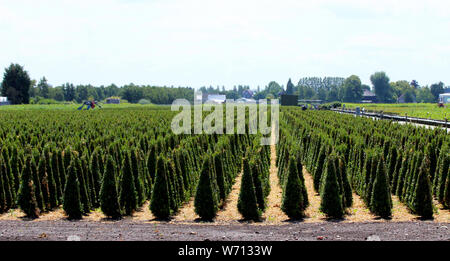 Buxus plant in shape of cone at nursery in Boskoop the Netherlands Stock Photo