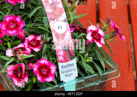 Dianthus 'Corona Raspberry Magic' bedding plants. United Kingdom Stock Photo