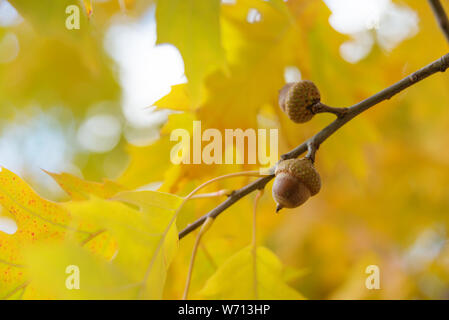 Two acorns of red oak on an autumn branch with yellow leaves Stock Photo