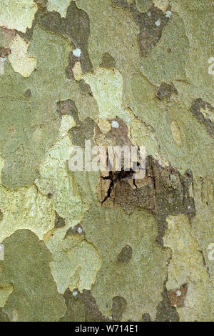 London Plane tree bark. (Platanus x Hispanica tree) Stock Photo