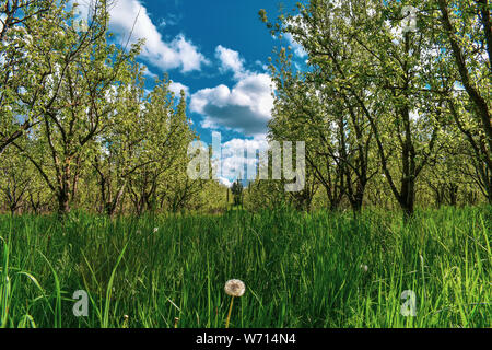 A single dandelion lay in the middle of an orchard in Hood River, Oregon. Stock Photo