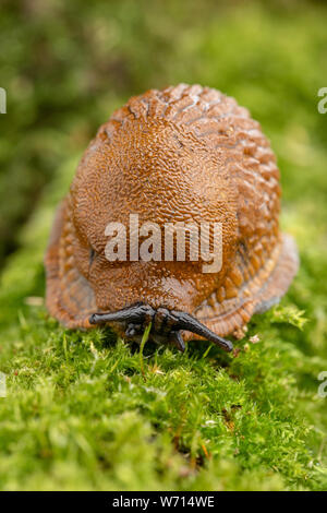 Adult large red slug crawling on mossy branch Stock Photo