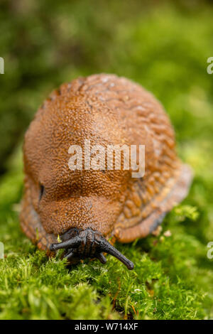 Adult large red slug crawling on mossy branch Stock Photo