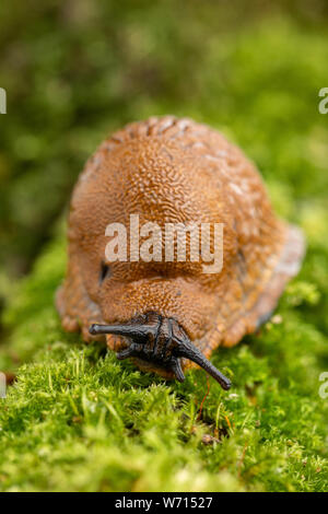 Adult large red slug crawling on mossy branch Stock Photo