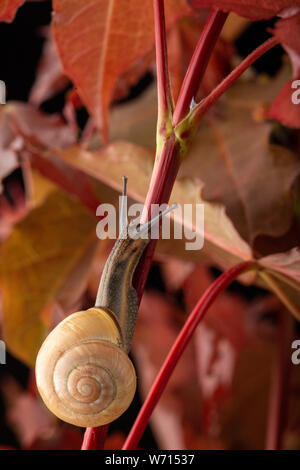 Brown lipped snail climbing a plant at night Stock Photo