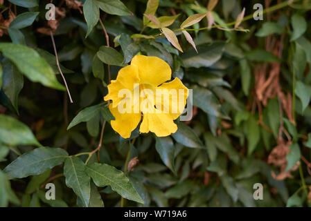yellow flower of Dolichandra unguis-cati climber vine close up Stock Photo