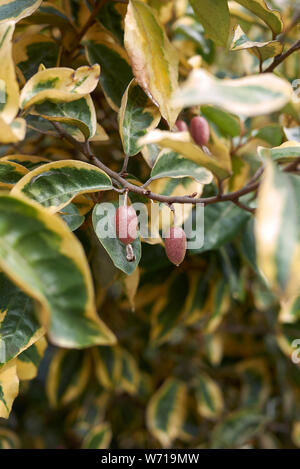 variegated leaves of Elaeagnus pungens with fresh fruit Stock Photo