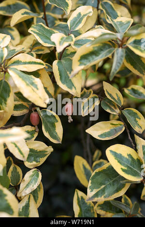 variegated leaves of Elaeagnus pungens with fresh fruit Stock Photo