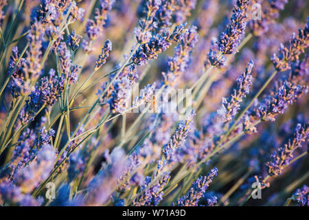 Lavender flowers close up with bee, Provence, France Stock Photo