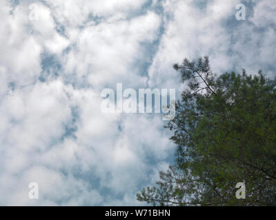 Top of a pine tree against the blue cloudy sky, low angle shot Stock Photo