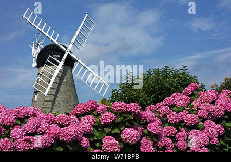 Bright colourful rhododendrons in front of Whitburn Windmill on a bright summer day in Sunderland. Thunderstorms could bring further misery to parts of the UK already affected by flooding with weather warning being issued by the Met Office for much of northern England and the midlands. Stock Photo