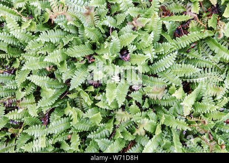 Alpine Water-Fern, Austroblechnum penna-marina, fern leaves of plant in garden Stock Photo