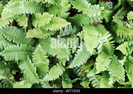Alpine Water-Fern, Austroblechnum penna-marina, fern leaves of plant in garden Stock Photo
