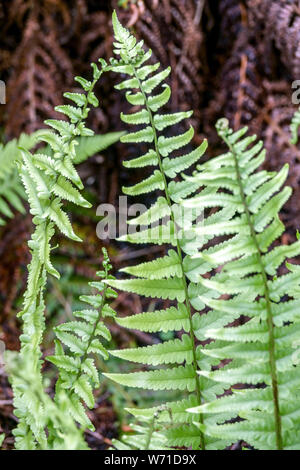 Tokyo Fern, Dryopteris tokyoensis, fern leaves of plant in garden Stock Photo