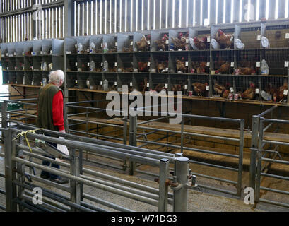 Caged livestock lotted up and ready to be sold at a traditional poultry auction in England UK photo DON TONGE