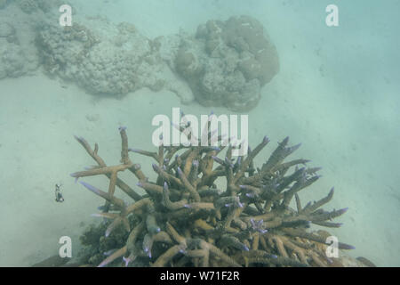 Spik forming coral at Ningaloo reef corals at marine life at Coral Bay in Western Australia Stock Photo