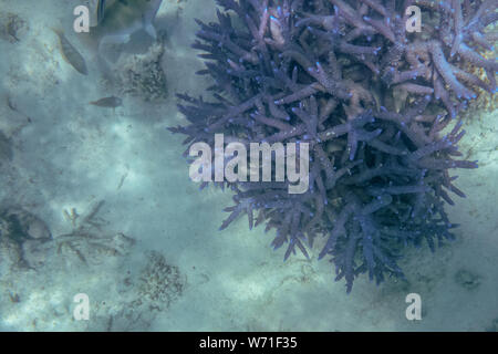 Spiky coral at Ningaloo reef corals at marine life at Coral Bay in Western Australia Stock Photo