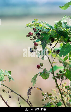 Wild Blackberries ripening on a Bramble plant Stock Photo