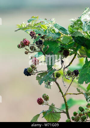 Wild Blackberries ripening on a Bramble plant Stock Photo