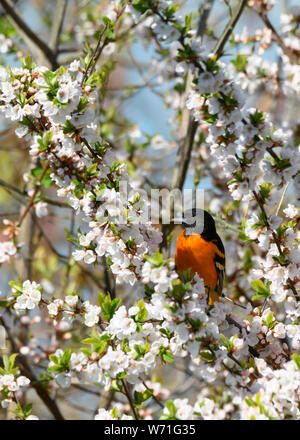 A Baltimore Oriole forages for a meal in a flowering crabapple tree at Toronto, Ontario's popular Ashbridges Bay Park during spring migration. Stock Photo