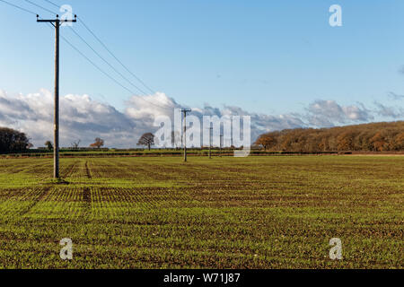 A row of electric poles carrying power stretching out across an arable field in Lincolnshire Stock Photo