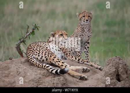 pair of Cheetahs sitting on a termite mound in Masai Mara, Kenya Stock Photo