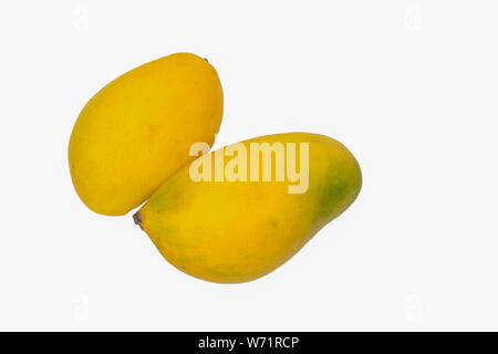 close up of two fresh ripe mangoes isolated on white background.yellow mango fruit on white background. Stock Photo