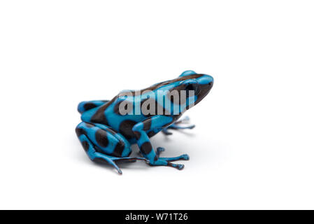 Green and Black Poison Dart Frog isolated on white background Stock Photo