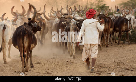 Rabari herder in a rural village in the district of Kutch, Gujarat. The Kutch region is well known for its tribal life and traditional culture. Stock Photo