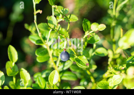 Bilberry plants (Vaccinium myrtillus) in a forest in Sweden. Known as Swedish Blueberries. Stock Photo