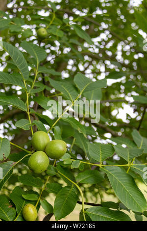 Green walnuts in husk on tree Stock Photo