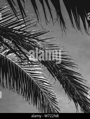 Black and white cactus and Palm tree minimal Stock Photo