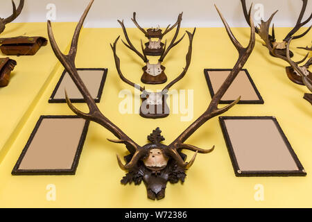 The hall of trophies, deer antlers, Europe Stock Photo