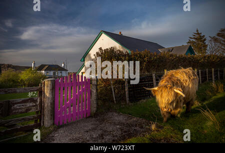 highland cow in mull in the village of Fionnphort Stock Photo