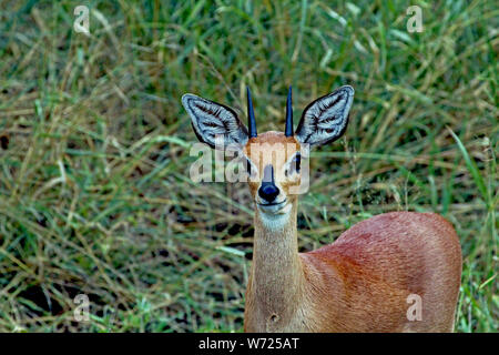 Young ibex with beautiful ears as close-up in South Africa Stock Photo