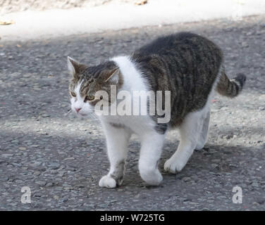 London, UK. 24th July, 2019. Larry the Cat outside 10 Downing Street, official residence of British Prime Minister. Credit: Yiannis Alexopoulos/SOPA Images/ZUMA Wire/Alamy Live News Stock Photo