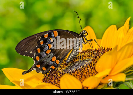 Spicebush Swallowtail Butterfly (Papilio troilus) Stock Photo