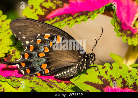 Spicebush Swallowtail Butterfly (Papilio troilus) Stock Photo