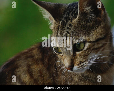 Close up of 9 month kitten face, European Shorthair Stock Photo