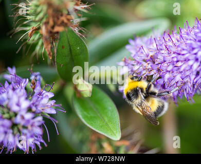 A Buff-Tailed  Bumblbee, Bombus Terrestris Looking for Nectar and Pollen on a Blue Hebe Flower in a Garden in Alsager Cheshire England United Kingdom Stock Photo