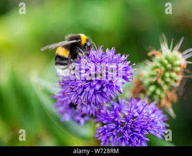 A Buff-Tailed  Bumblbee, Bombus Terrestris Looking for Nectar and Pollen on a Blue Hebe Flower in a Garden in Alsager Cheshire England United Kingdom Stock Photo