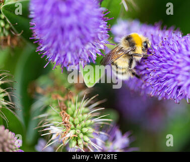 A Buff-Tailed  Bumblbee, Bombus Terrestris Looking for Nectar and Pollen on a Blue Hebe Flower in a Garden in Alsager Cheshire England United Kingdom Stock Photo