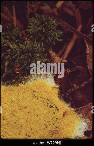 FUNGUS GROWING ON DEAD ALDER LEAVES, AND FIR AND HEMLOCK NEEDLES ON GREEN MOUNTAIN IN KITSAP COUNTY Stock Photo