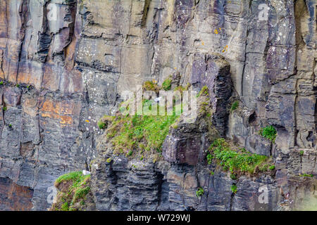 Vertical wall of limestone rock with moss in the coastal walk route from Doolin to the Cliffs of Moher, Wild Atlantic Way, spring day