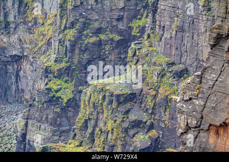 Close up of a vertical wall of a cliff with moss in the coastal walk route from Doolin to the Cliffs of Moher, Wild Atlantic Way, spring day