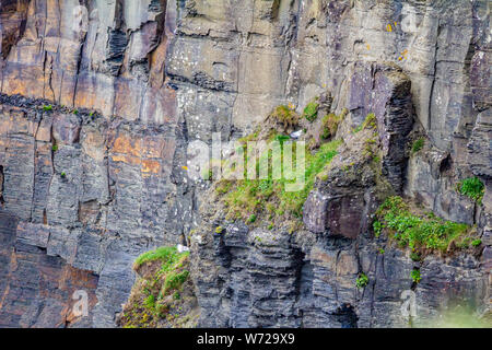 Vertical wall of limestone rock with moss and common gulls in the coastal walk route from Doolin to the Cliffs of Moher, Wild Atlantic Way