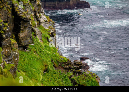 Beautiful view of rocks with moss by the sea and common gulls in the coastal walk route from Doolin to the Cliffs of Moher, Wild Atlantic Way