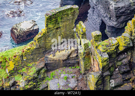Rocks with moss by the sea with common Guillemot or common Murre birds in the coastal walk route from Doolin to the Cliffs of Moher